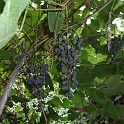 vitis californica